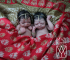 Silicone Premature HINDU Twins 