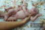 Bonnie * Prototype by Maria Jordano - Full Silicone Body Baby Girl &/or Boy